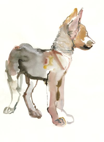 Waggle (Arabian Wolf Pup) by Mark Adlington