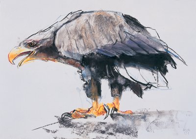 White Tailed Sea Eagle by Mark Adlington