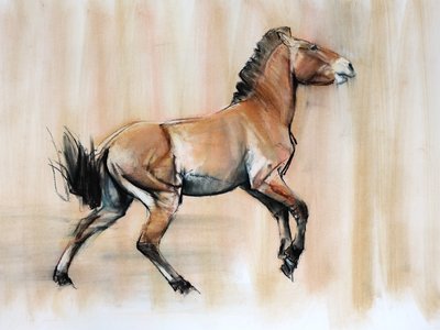 Young Stallion (Przewalski) by Mark Adlington