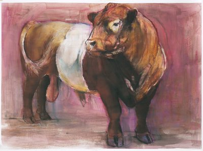 Zeus, Red Belted Galloway Bull by Mark Adlington