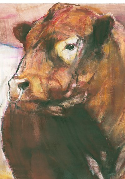 Zeus, Red Belted Galloway Bull (detail) by Mark Adlington