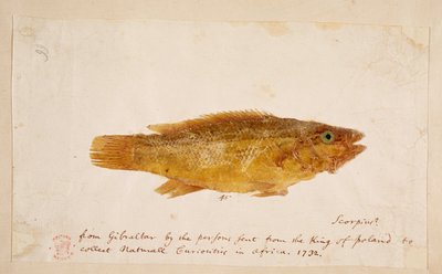 A Fish by Mark Catesby