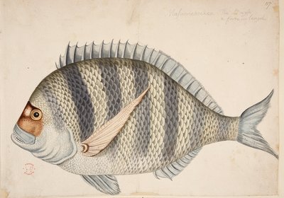 A fish by Mark Catesby