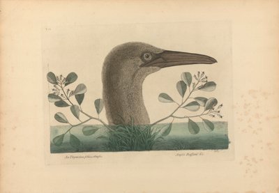 The Great Booby, Plate 86 from the 