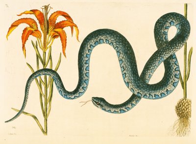 Anguis, the Wampum Snake, Plate 58, Vol. 1 from the 