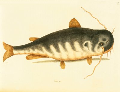 Catfish, plate 23, vol. 1 from the 