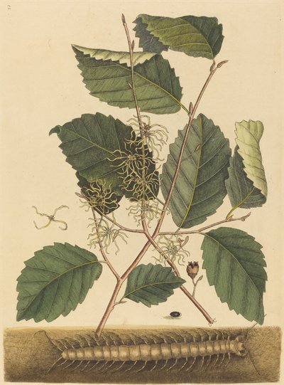 Centipede Scolopendra Morsitans by Mark Catesby