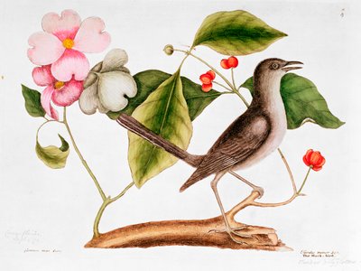 Dogwood: Cornus florida, and Mocking Bird from the Natural History of Carolina by Mark Catesby