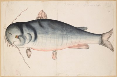 Keetrauk. Some 2 foote and a halfe in length, A Catfish? by Mark Catesby