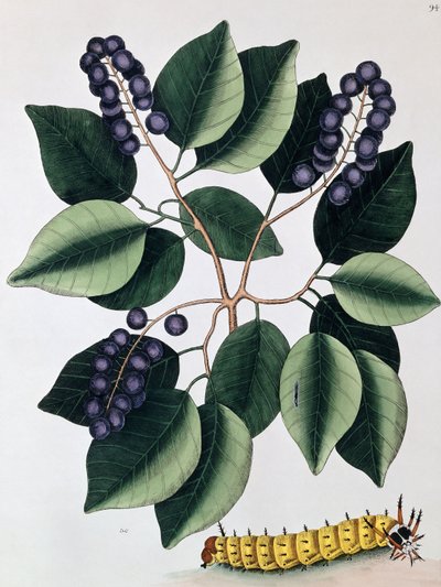 Pigeon Plum and a Great Horned Caterpillar by Mark Catesby