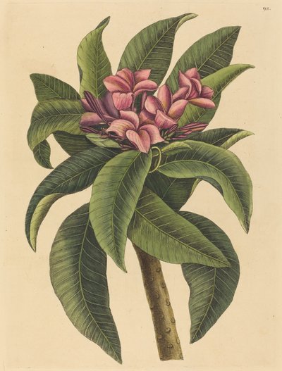 Red Frangipanni Plumeria rubra by Mark Catesby
