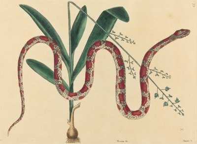 The Corn Snake Coluber fulvius by Mark Catesby