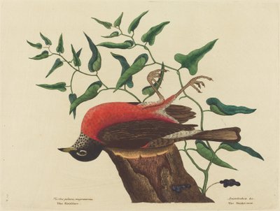 The Fieldfare of Carolina by Mark Catesby
