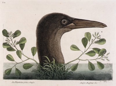 The Great Booby (An Thymelaea foliis obtusis, Anseri Bassano & c.) by Mark Catesby