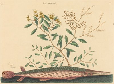 The Green Gar Fish Esox osseus, published 1731-1743 by Mark Catesby