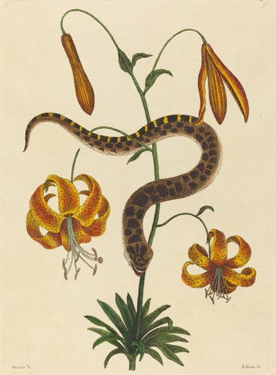 The Hog-nose Snake by Mark Catesby
