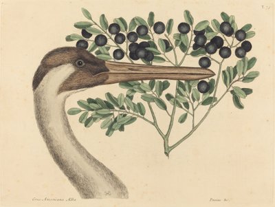 The Hooping Crane by Mark Catesby