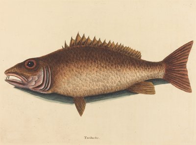 The Mangrove Snapper Labrus griseus, published 1754 by Mark Catesby