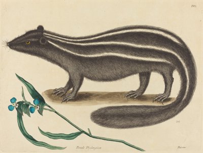 The Pole Cat Viverra putorius, published 1731-1743 by Mark Catesby