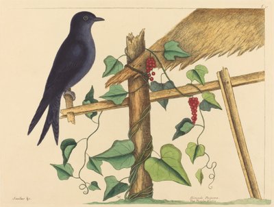 The Purple Martin (Hirundo purpurea) by Mark Catesby