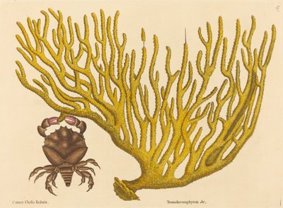 The Red Clawed Crab Cancer erythropus, published 1731-1743 by Mark Catesby