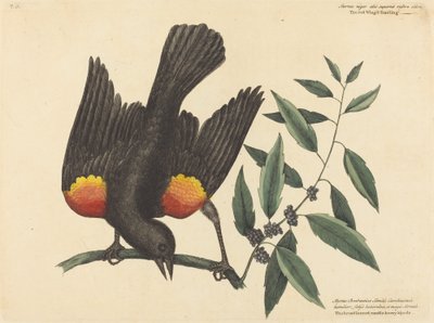 The Red Winged Starling Oriolus phoeniceus, published 1754 by Mark Catesby