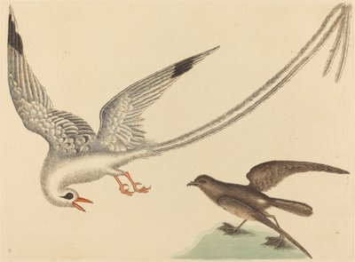 The Rice-bird by Mark Catesby