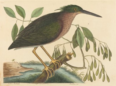 The Small Bittern by Mark Catesby