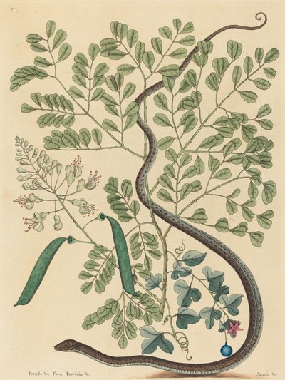 The Spotted Ribbon Snake Coluber nebulosus, published 1731-1743 by Mark Catesby