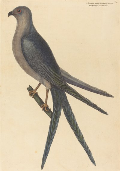 The Swallow Tail Hawk Falco furcatus, published 1754 by Mark Catesby