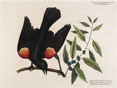 The Red-Winged Starling. The Broad-Leaved Candle-Berry Myrtle. by Mark Catesby