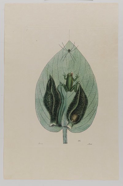 Tree Frog by Mark Catesby
