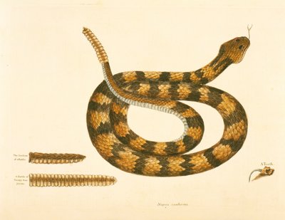 Viper Caudison Snake, Rattlesnake, Plate 41, Vol. 1, from the 