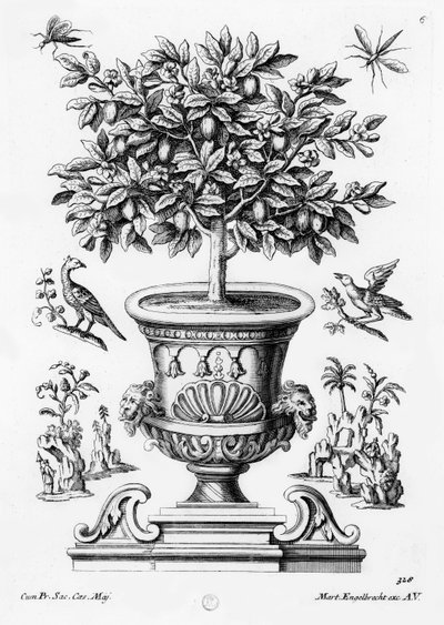 Citrus trees by Martin Engelbrecht