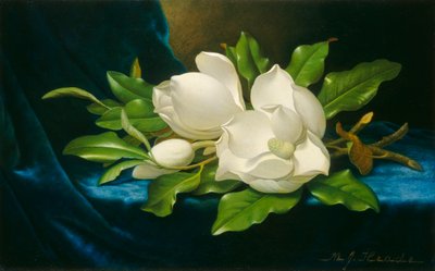 Giant Magnolias on a Blue Velvet Cloth by Martin Johnson Heade