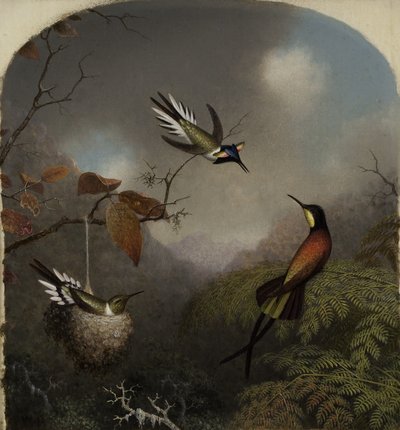 Hummingbirds: Two Sungems and a Crimson Topaz by Martin Johnson Heade