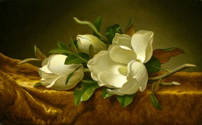 Magnolias on Gold Velvet Cloth, c.1888-90 by Martin Johnson Heade