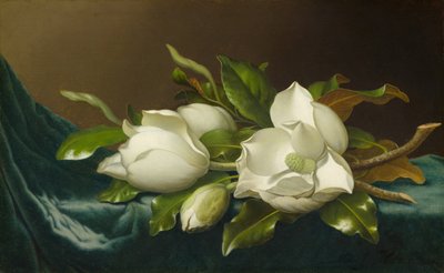 Magnolias on Light Blue Velvet Cloth, 1885-95 by Martin Johnson Heade
