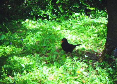 The Blackbird on a Summer Day by Martina Konitzky