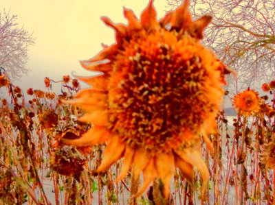 Sunflower in Winter (Homage to Vincent van Gogh) by Martina Konitzky