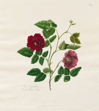 A Collection of Roses from Nature: Dark China Rose by Mary Lawrence