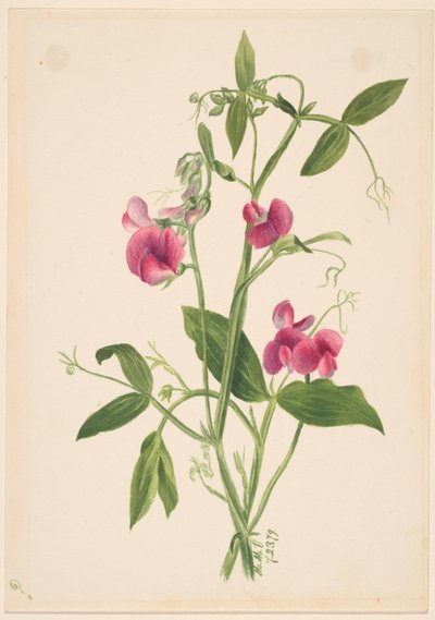 (Untitled - Flower Study) by Mary Vaux Walcott