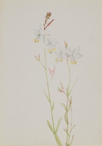 (Untitled) by Mary Vaux Walcott