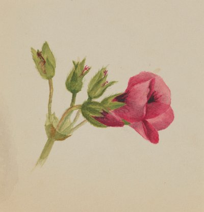Untitled (Flower Study) by Mary Vaux Walcott
