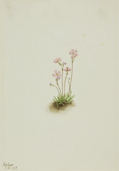 Alberta Primrose Primula maccalliana, 1917 by Mary Vaux Walcott