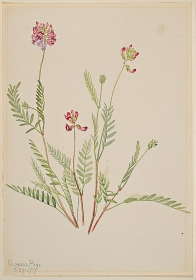 Alpine Vetch by Mary Vaux Walcott