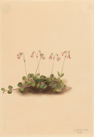 American Twinflower by Mary Vaux Walcott
