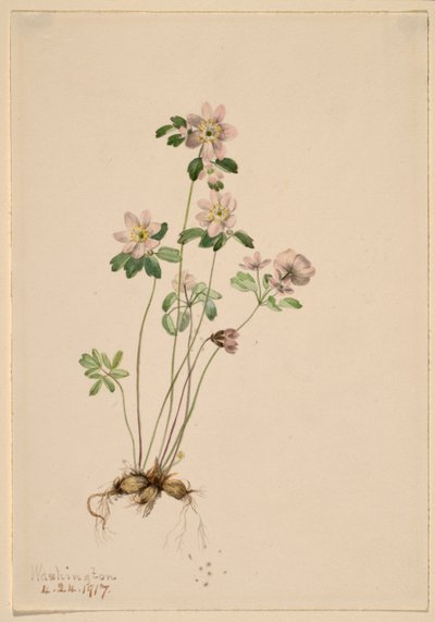 Anemonella by Mary Vaux Walcott