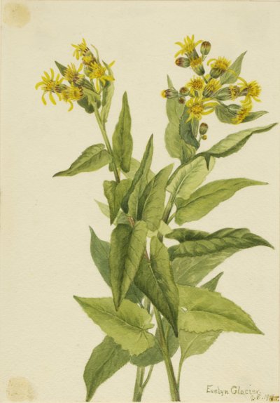 Arrowleaf Groundsel Senecio Triangularis by Mary Vaux Walcott