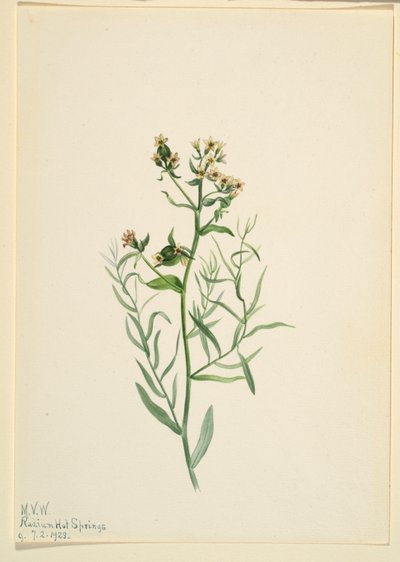 Bastard Toadflax (Comandra pallida) by Mary Vaux Walcott